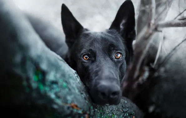 Look, background, dog