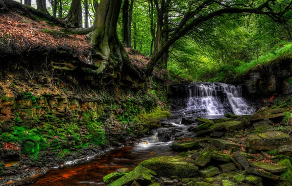 Greens, forest, trees, stream, stones, England, waterfall, moss