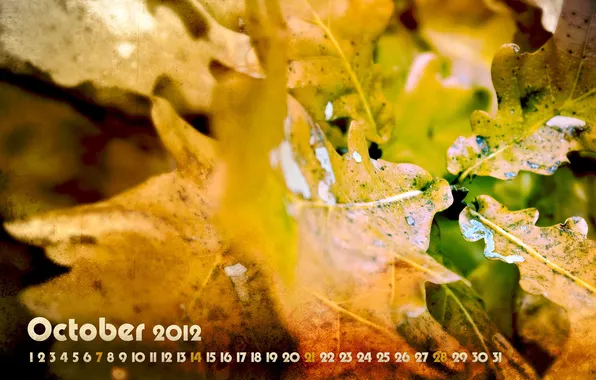 Autumn, leaves, yellow, foliage, a month, October, 2012, calendar