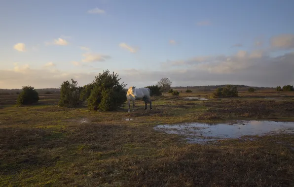 Picture field, horse, the evening, puddles, shrubs