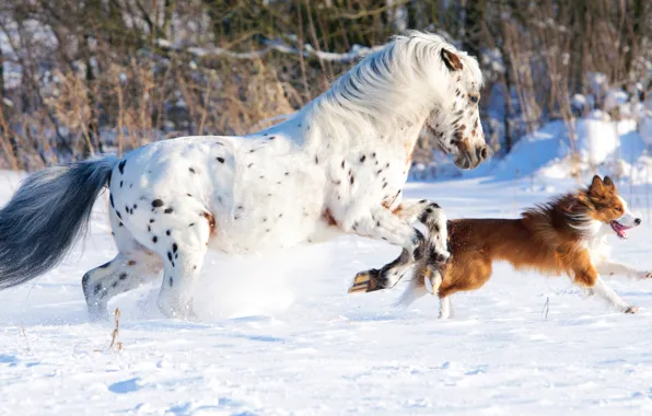 White, dog, snow, horse, cold, running