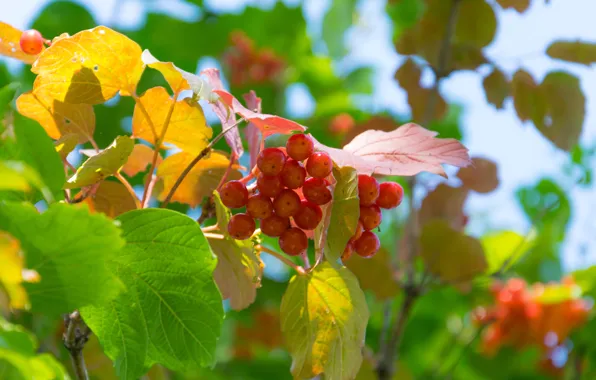 Autumn, the sky, leaves, Kalina