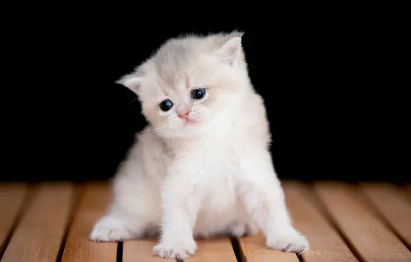 Cat, look, bench, pose, kitty, Board, legs, baby