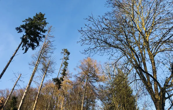 The sky, Forest, solar, winter day, clear skies, in the woods, trees in the forest, …