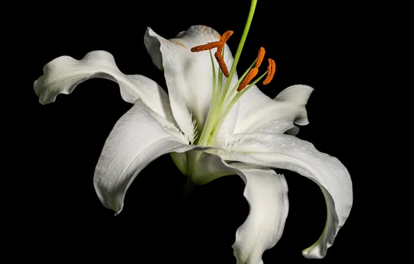 Picture macro, background, Lily, petals, stamens