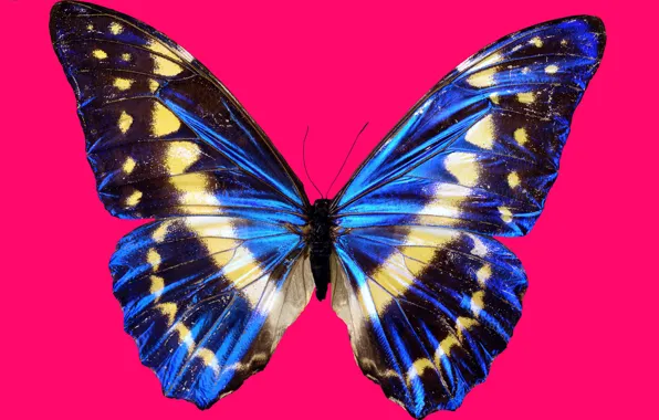 Macro, butterfly, shooting