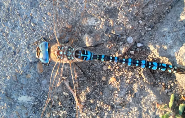 Asphalt, dragonfly, insect