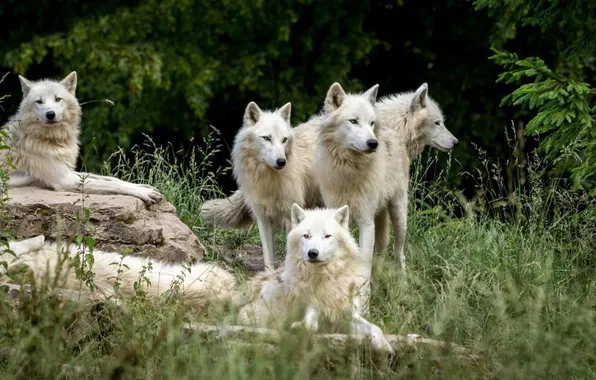 Nature, predator, face, animal, wolf, wildlife, portrait, Canis lupus