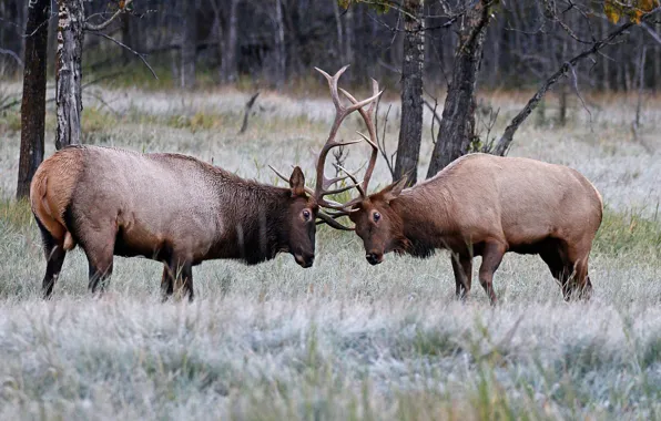 Picture nature, deer, horns, tournament