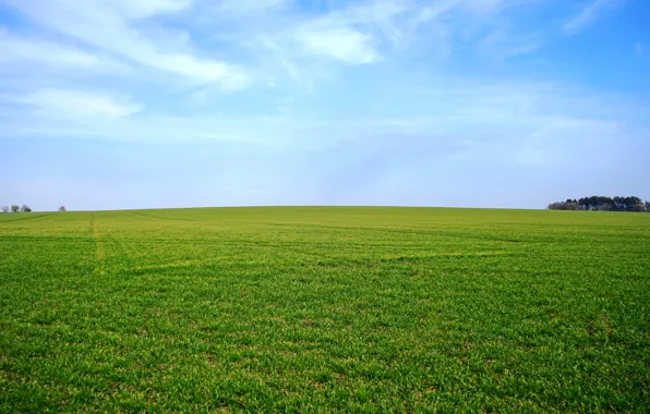 Greens, field, the sky, grass, horizon