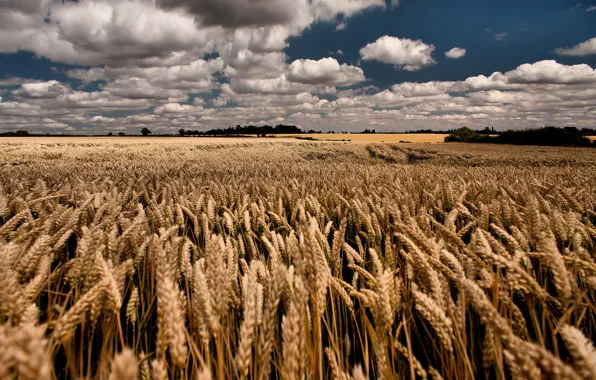Wheat, field, summer, the sky, clouds