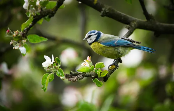 Nature, bird, branch, flowers, bokeh, Rufat Lazhanskiy