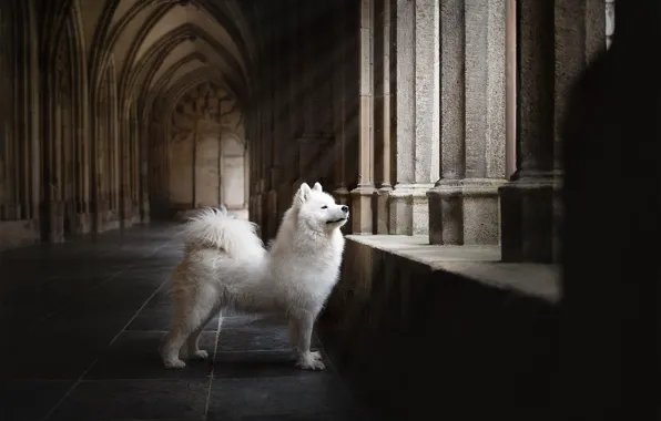 Look, light, pose, castle, dog, corridor, arch, columns