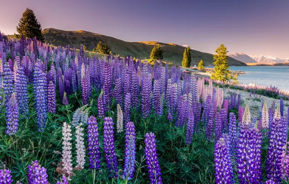 Field, summer, light, trees, flowers, mountains, lake, shore