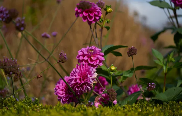 Grass, leaves, flowers, background, stems, garden, pink, buds