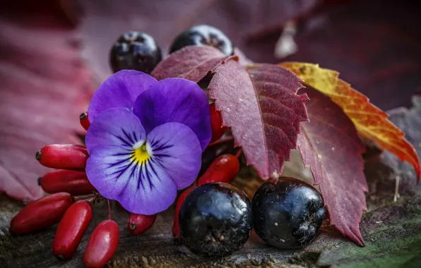 Picture autumn, macro, berries, viola, Aronia