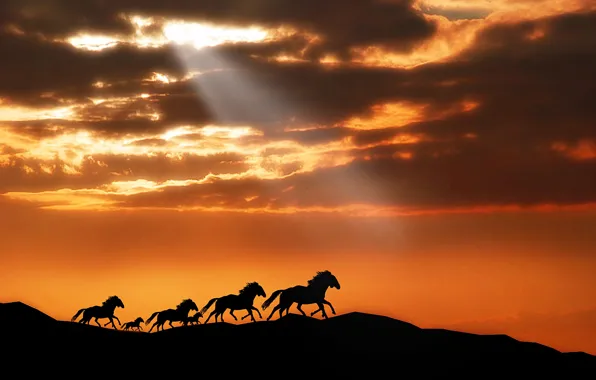 Animals, the sky, the sun, clouds, rays, light, sunset, mountains