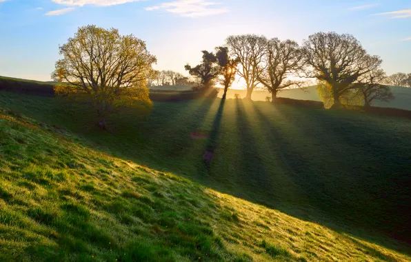 Grass, rays, light, Rosa, England, spring, morning, April