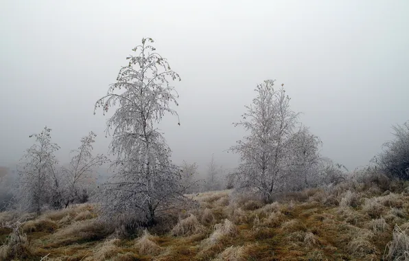 Frost, trees, nature, fog