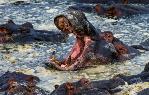 Nature, background, Hippopotamus