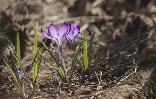 Picture flowers, petals, crocuses