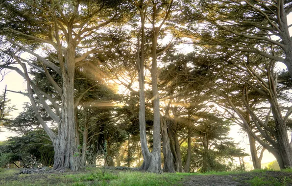 Light, trees, landscape, Park
