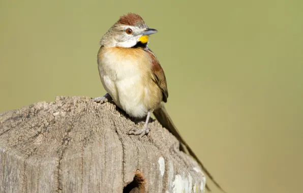 Wood, Yellow, Bird, Brown, Beak, Eye, Bichoita
