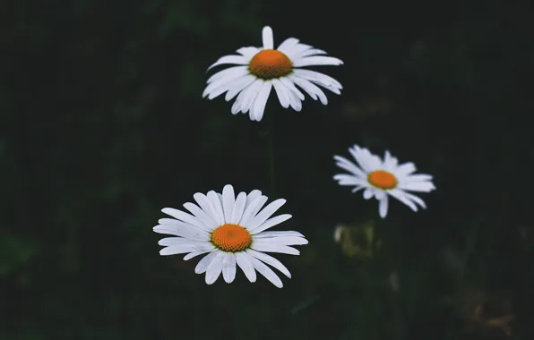 Flowers, Flower, Plant, Plants, Flower, Flowers, Color, Flora