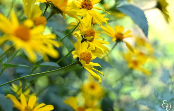Summer, flowers, Sunny, bokeh, calendula