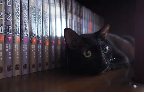 Books, shelf, black cat