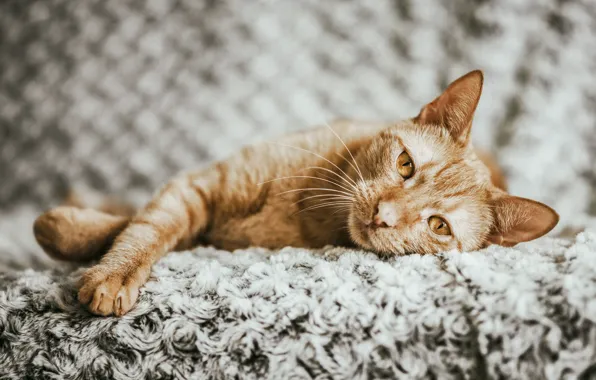 Cat, cat, look, pose, stay, blanket, red, bed