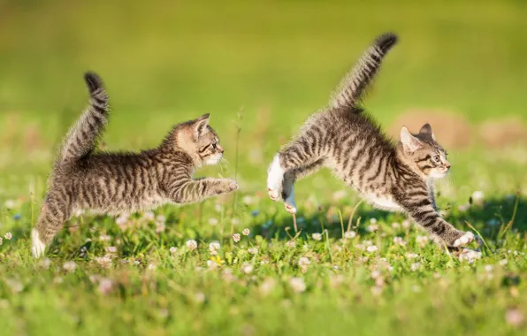 The game, kittens, a couple, lawn, twins, tails, catch-up