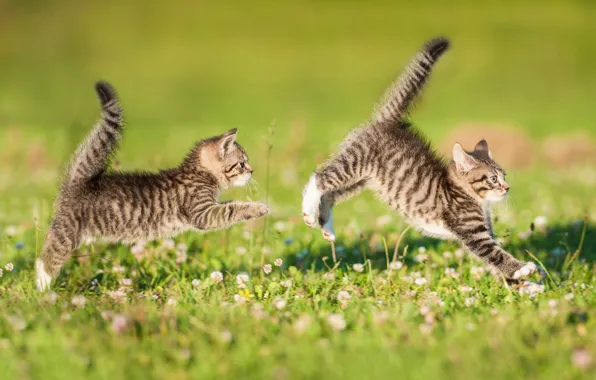 Picture the game, kittens, a couple, lawn, twins, tails, catch-up