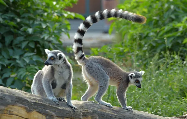 Animals, lemurs, lemur catta
