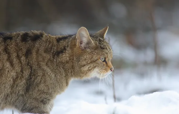 Picture wild cat, bokeh, forest cat