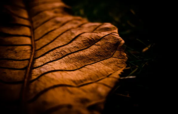 Picture autumn, macro, sheet, autumn, macro leaf