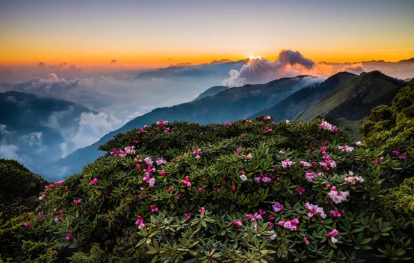 Greens, the sky, leaves, the sun, clouds, rays, landscape, flowers