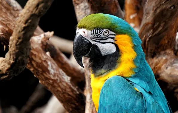 Look, branches, the dark background, background, bird, parrot, bark, Ara