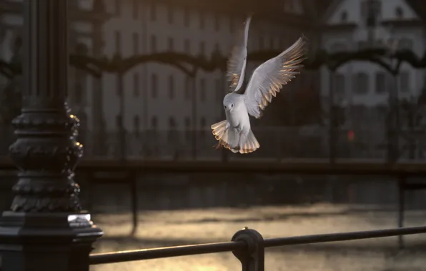 Flight, the city, the dark background, bird, Seagull