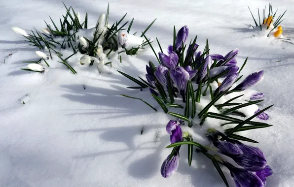 Picture snow, nature, spring, crocuses