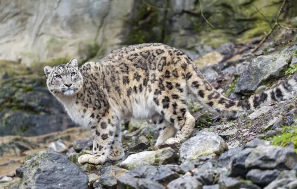 Cat, look, stones, IRBIS, snow leopard, ©Tambako The Jaguar