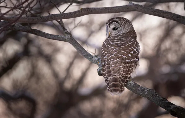 Branches, nature, pose, background, owl, bird, bokeh, tail