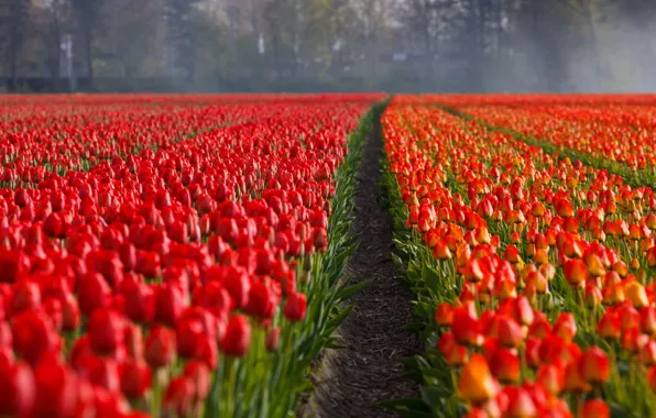 Field, nature, fog, spring, tulips, red, buds, path