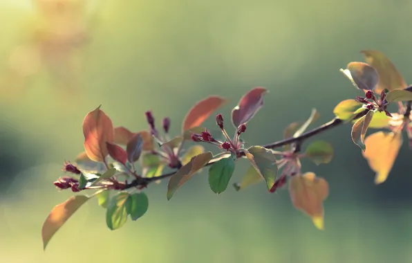 Picture flowers, spring, Bud, Apple