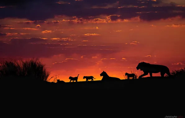 The sky, sunset, the evening, Africa, lions, the cubs, silhouettes, pride