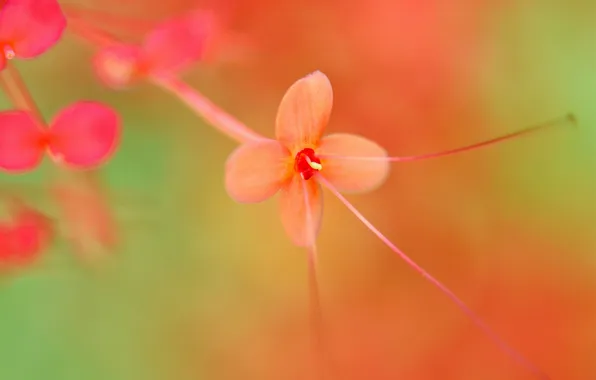 Picture flower, leaves, background, color, red