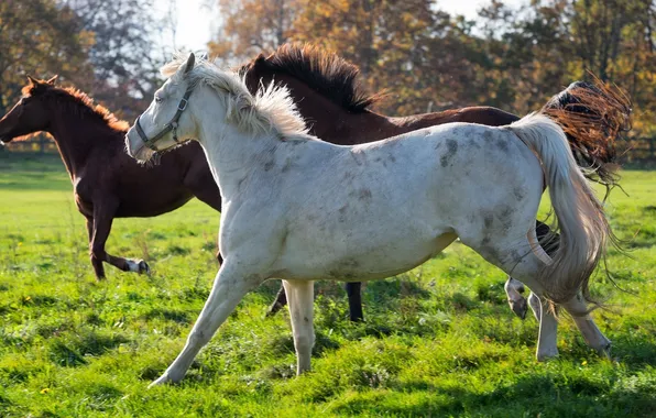 Horses, horse, running, mane, tail, profile, trio, corral