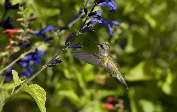 Flight, flowers, bird, Hummingbird, Sunny, blue