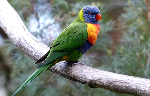 Picture bird, branch, parrot, bokeh, multicolor lorikeet