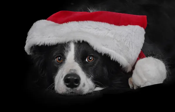 Picture look, face, dog, cap, the dark background, The border collie